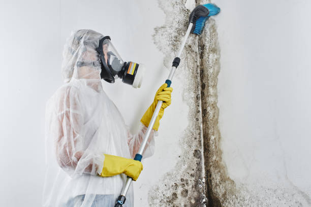 Best Industrial Mold Remediation  in Eunice, NM